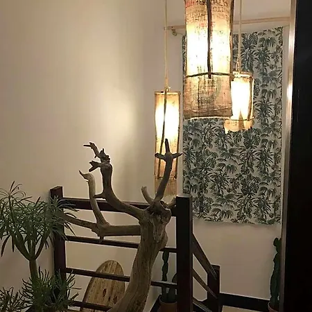 Cactus Host Hostel *
