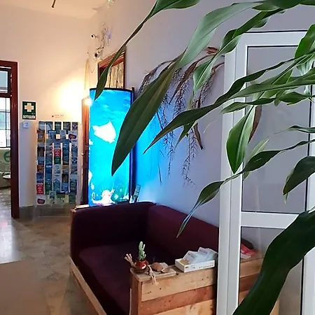 Cactus Host *