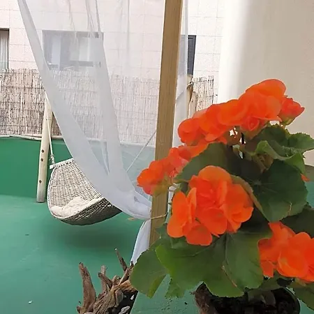 Cactus Host *