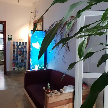旅馆 Cactus Host 大加那利岛拉斯帕尔马斯